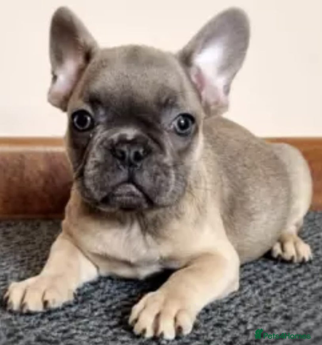 Pug dogs for stud: KC Reg Proven French Bulldog Lilac & Tan For Stud in Colchester - Image 14