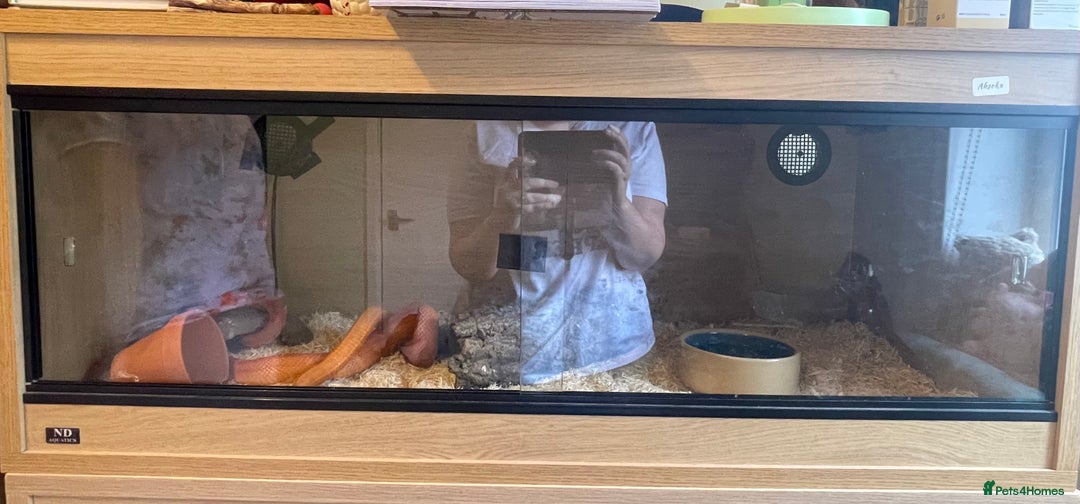 Corn Snake reptiles for sale: 10-15 year old girl looking for new home  - Image 5