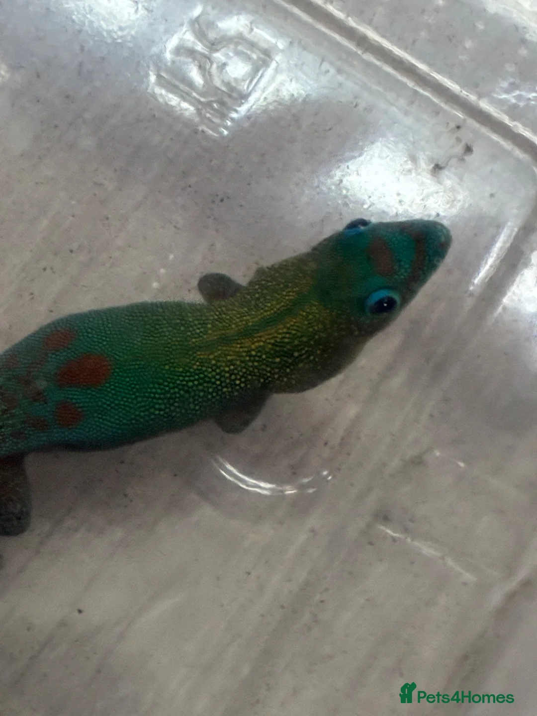 Gecko reptiles for sale: Female Blue Phase Golddust gecko (RARE) - Advert 1