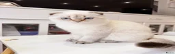 Scottish Fold cats for sale: 🐾 Stunning Scottish Fold Girl  🐾 - Advert 7
