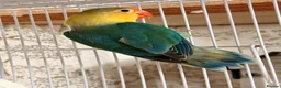 Lovebirds birds for sale: Lovebirds pairs, males and more for rehoming  in Sevenoaks - Advert 6