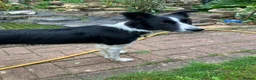 Border Collie dogs for sale: Female Border Collie 12 months  in Derby - Advert 7