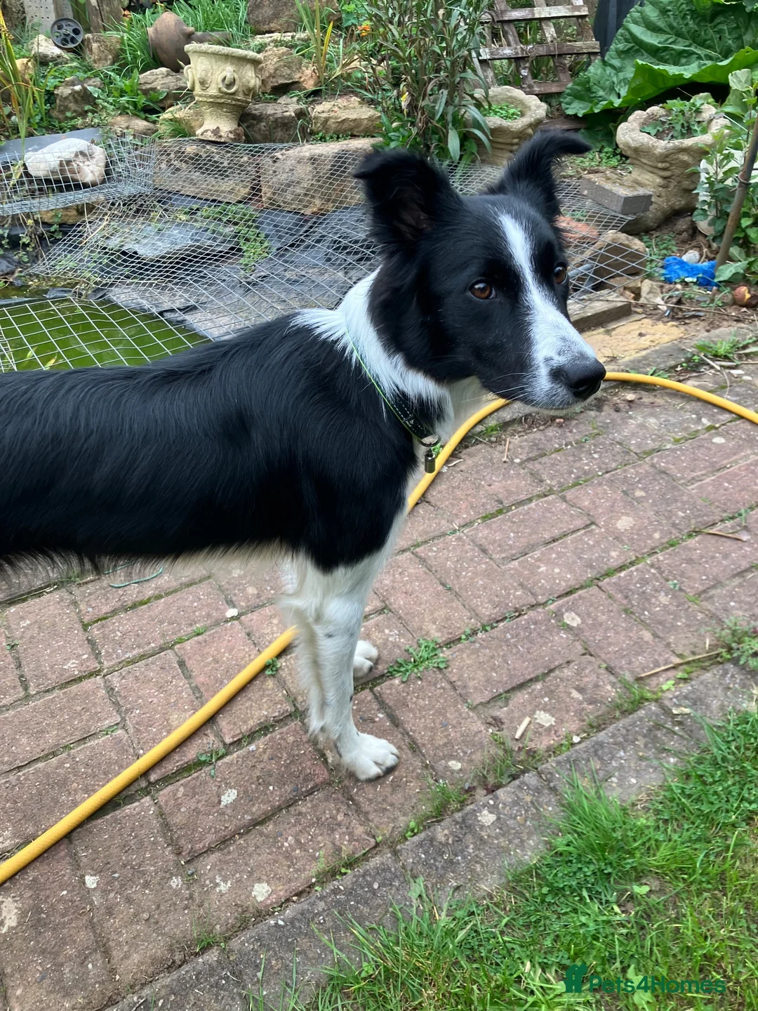 Border Collie dogs for sale: Female Border Collie 12 months  in Derby - Advert 7