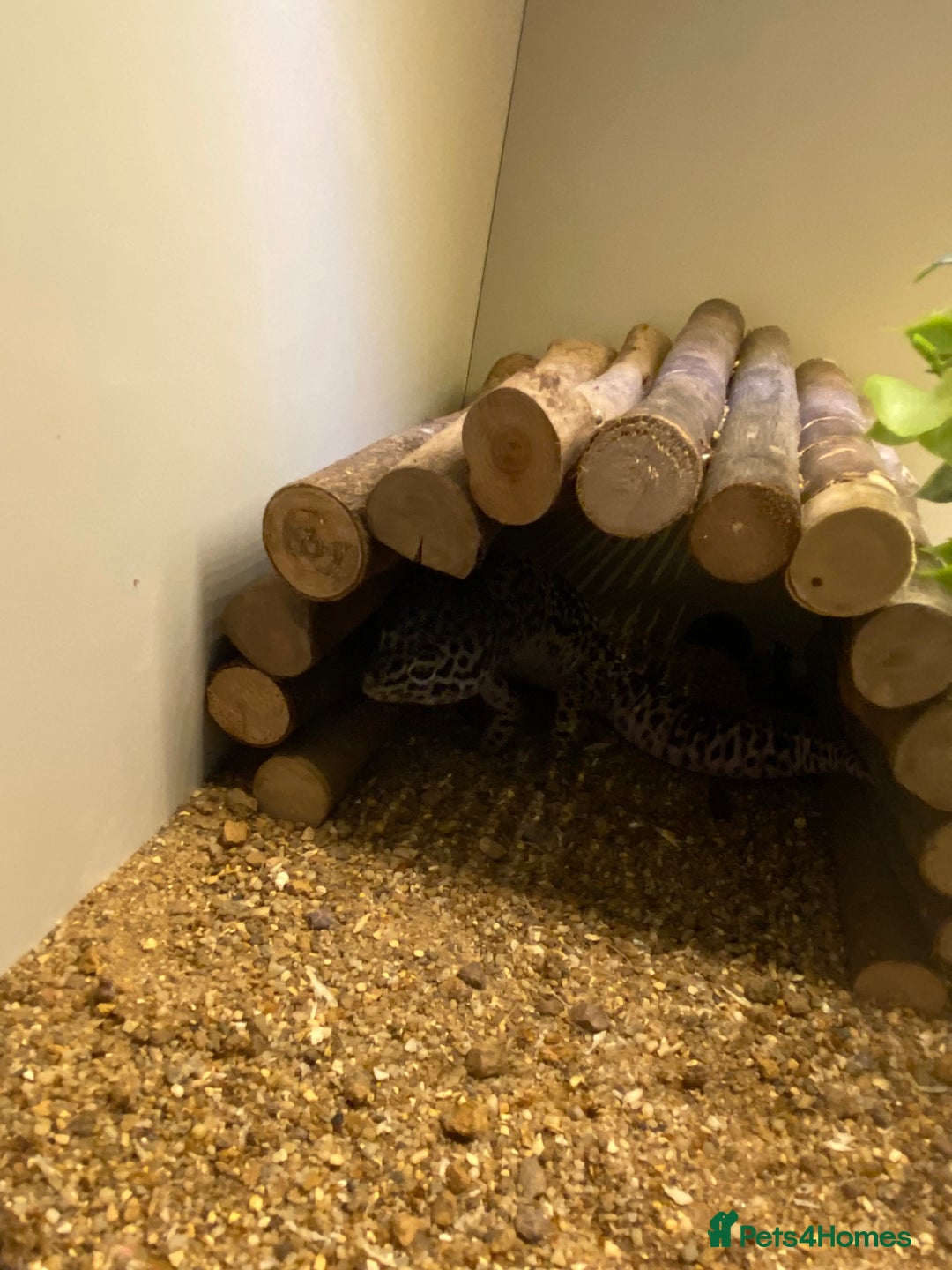 Leopard Gecko reptiles for sale: leopard gecko with enclosure  - Advert 10