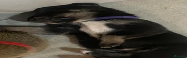 Shepsky 9