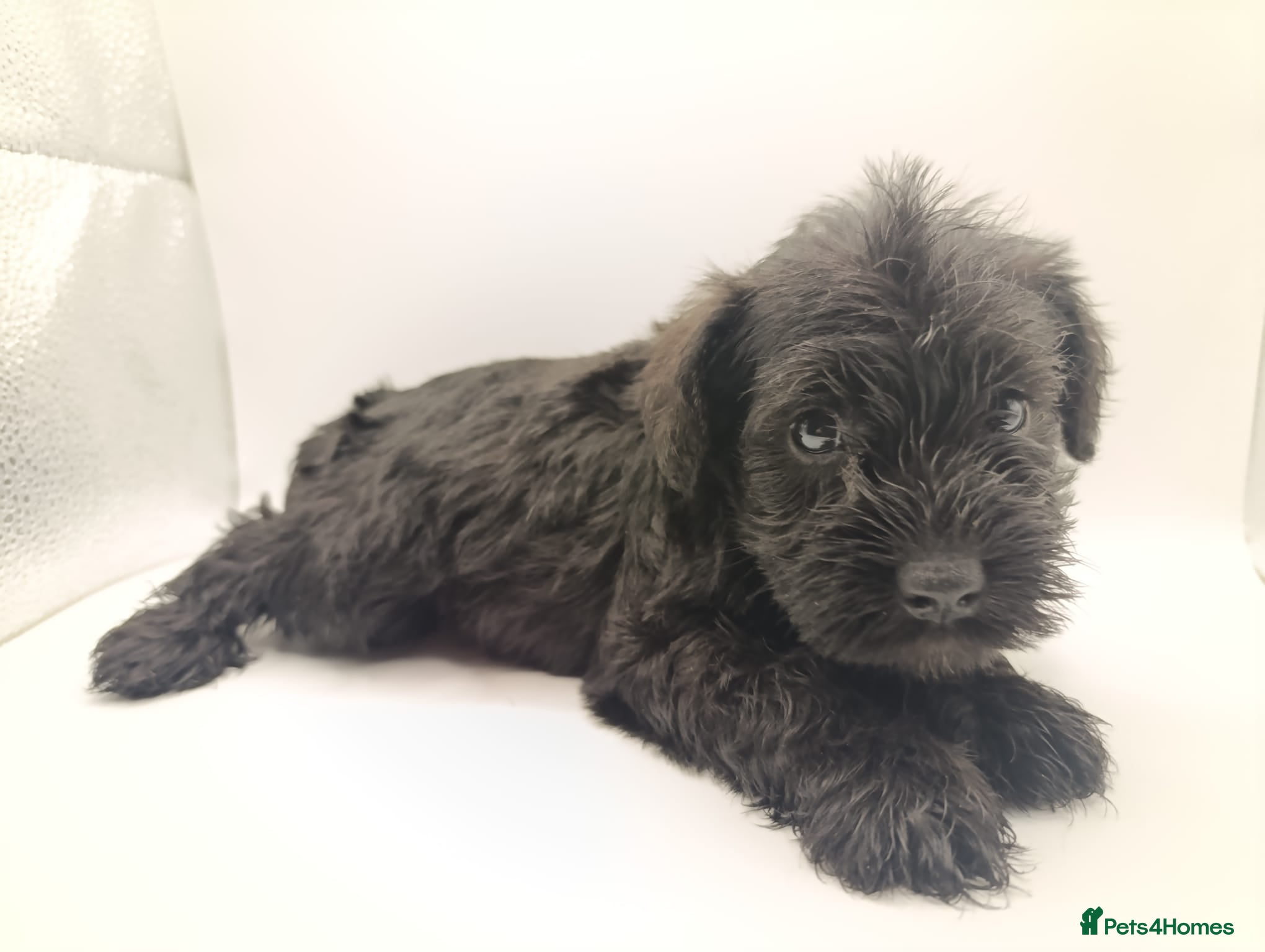 Miniature Schnauzer dogs Kc reg miniature schnauzers pups available  - Advert 2