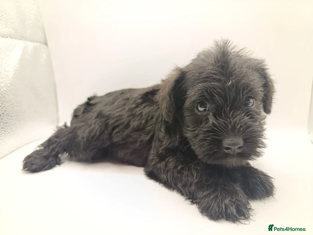 Miniature Schnauzer dogs for sale: Kc reg miniature schnauzers pups available  - Advert 10