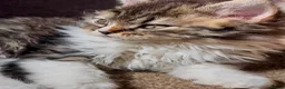 Selkirk Rex cats for sale: Beautiful Selkirk rex kitten  - Advert 5