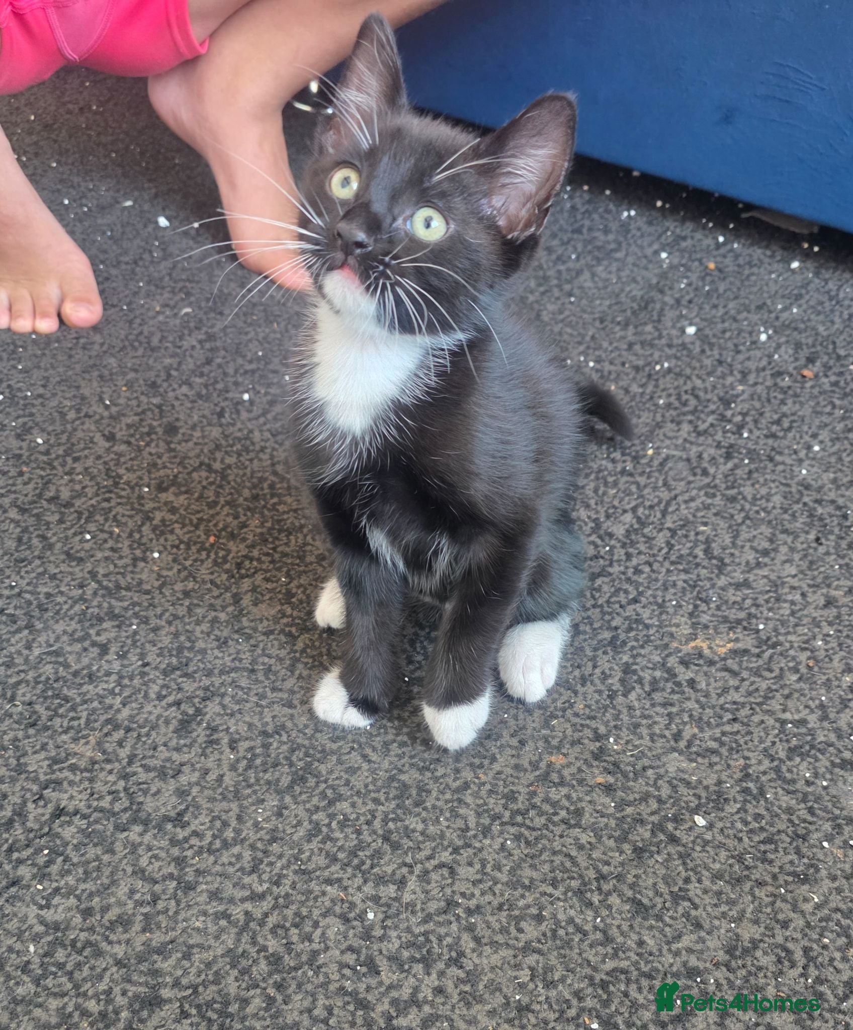 Mixed Breed cats for sale: Kittens  - Advert 2