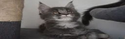 Maine Coon cats for sale: READY FOR COLLECTION  TICA registered kittens - Advert 15