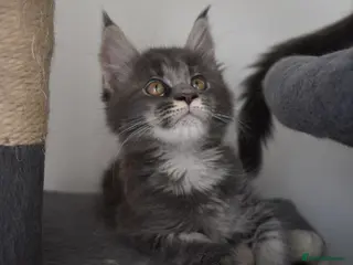 Maine Coon cats Amazing TICA registered kittens - Advert 17