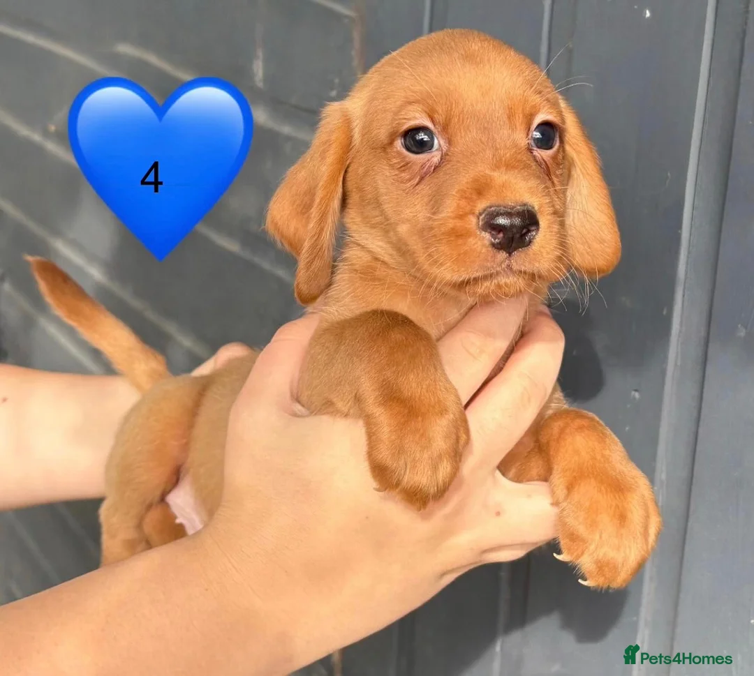 Cockerdor dogs for sale: DNA health tested golden Cockerdor pups - Advert 11