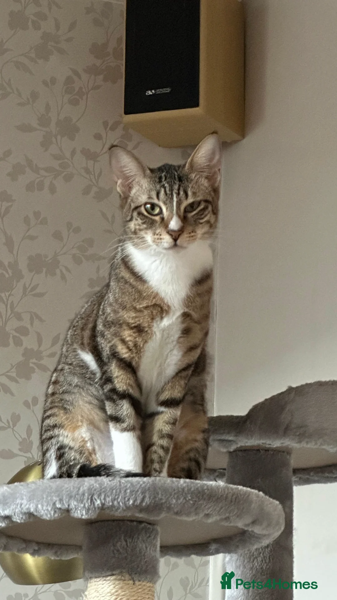 Mixed Breed cats for adoption: NOODLE - AMAZING FURPATTERN AFECTIONATE FUN HAPPY  - Advert 5