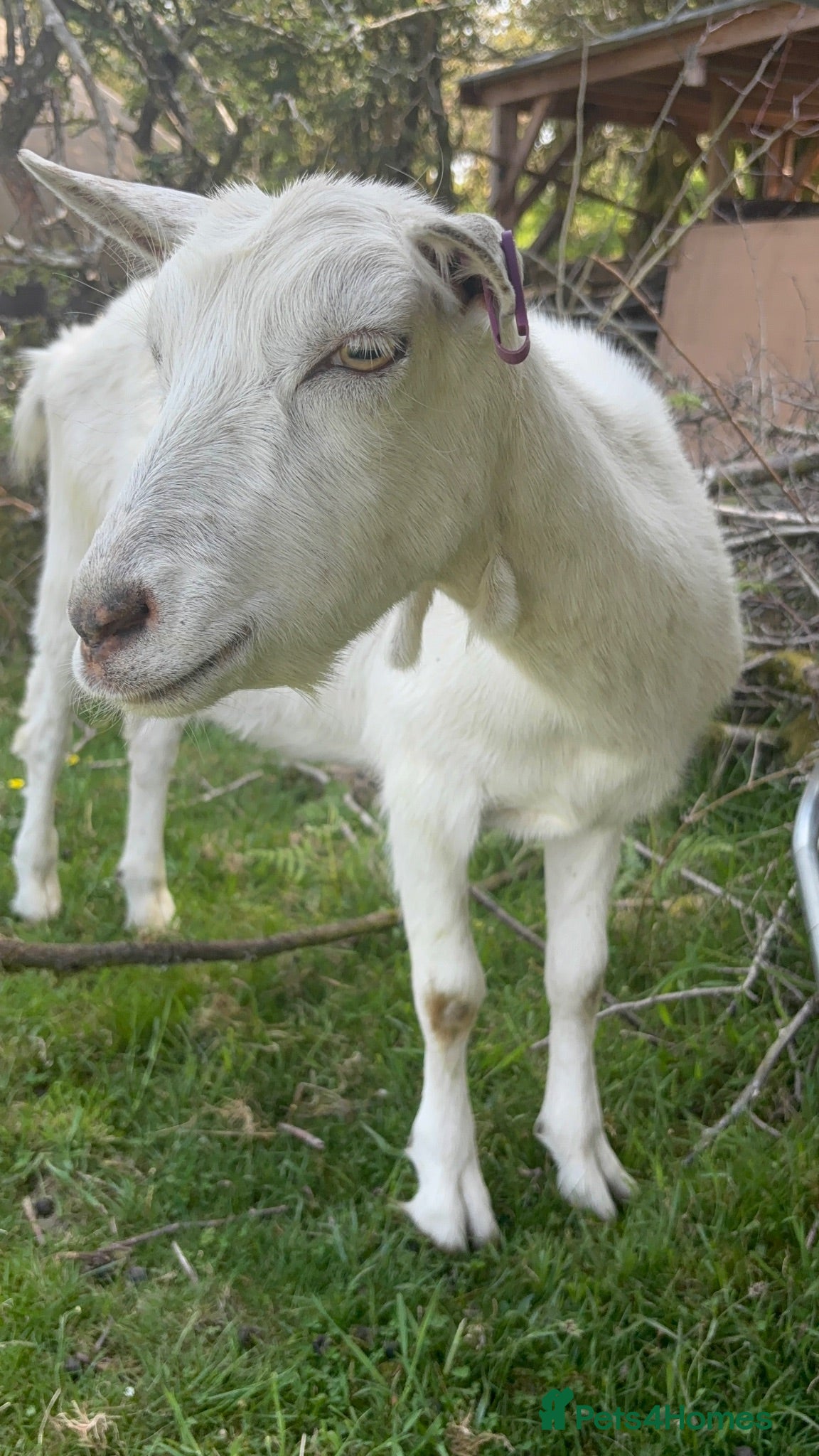 Goats livestock Ali Hawthorn Goat  - Advert 9