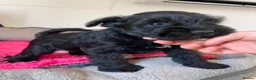 Miniature Schnauzer dogs for sale: KC Black Miniature schnauzers  - Advert 5