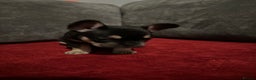 French Bulldog dogs for sale: Beautiful French Bulldog puppies  - Advert 6