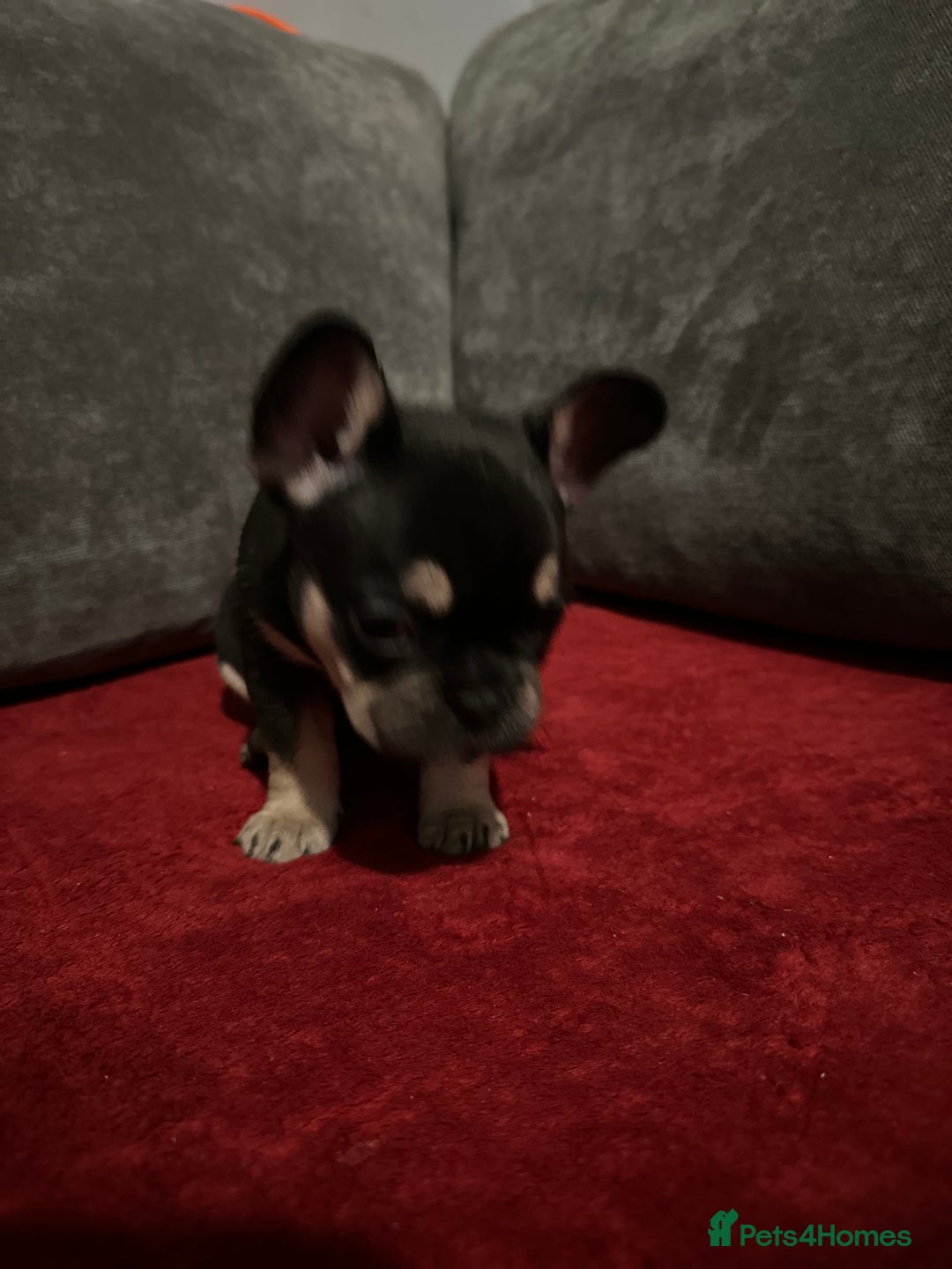 French Bulldog dogs for sale: Beautiful French Bulldog puppies  - Advert 6