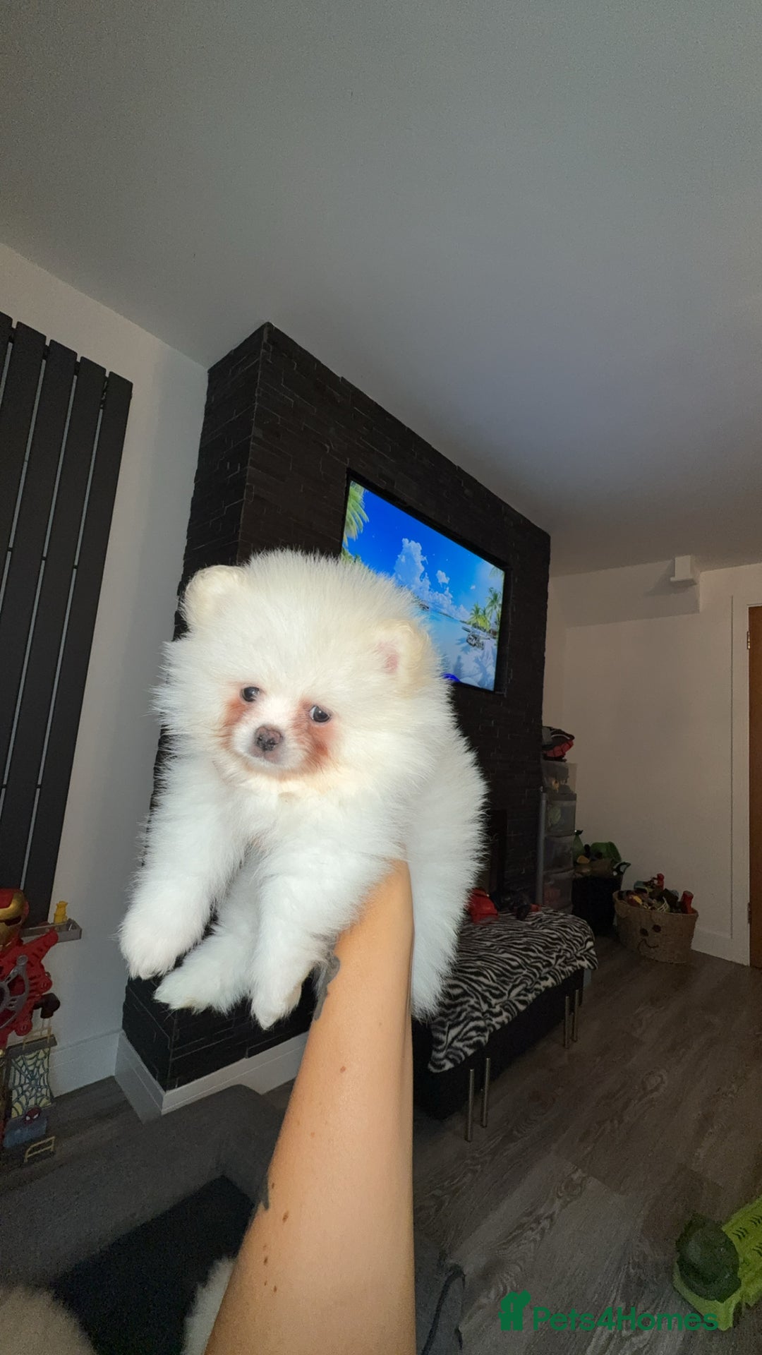 Pomeranian dogs for sale: Beautiful thick coat poms READY to leave next week - Image 14
