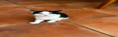 Mixed Breed Kitten 3