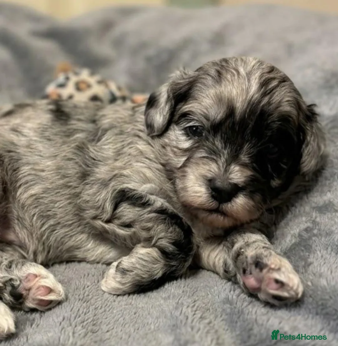 Maltipoo dogs for sale: Lovely F1 Maltipoos - Advert 2