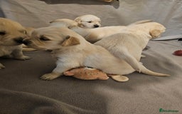 Golden Retriever dogs for sale: Golden retriever pups - Image 6