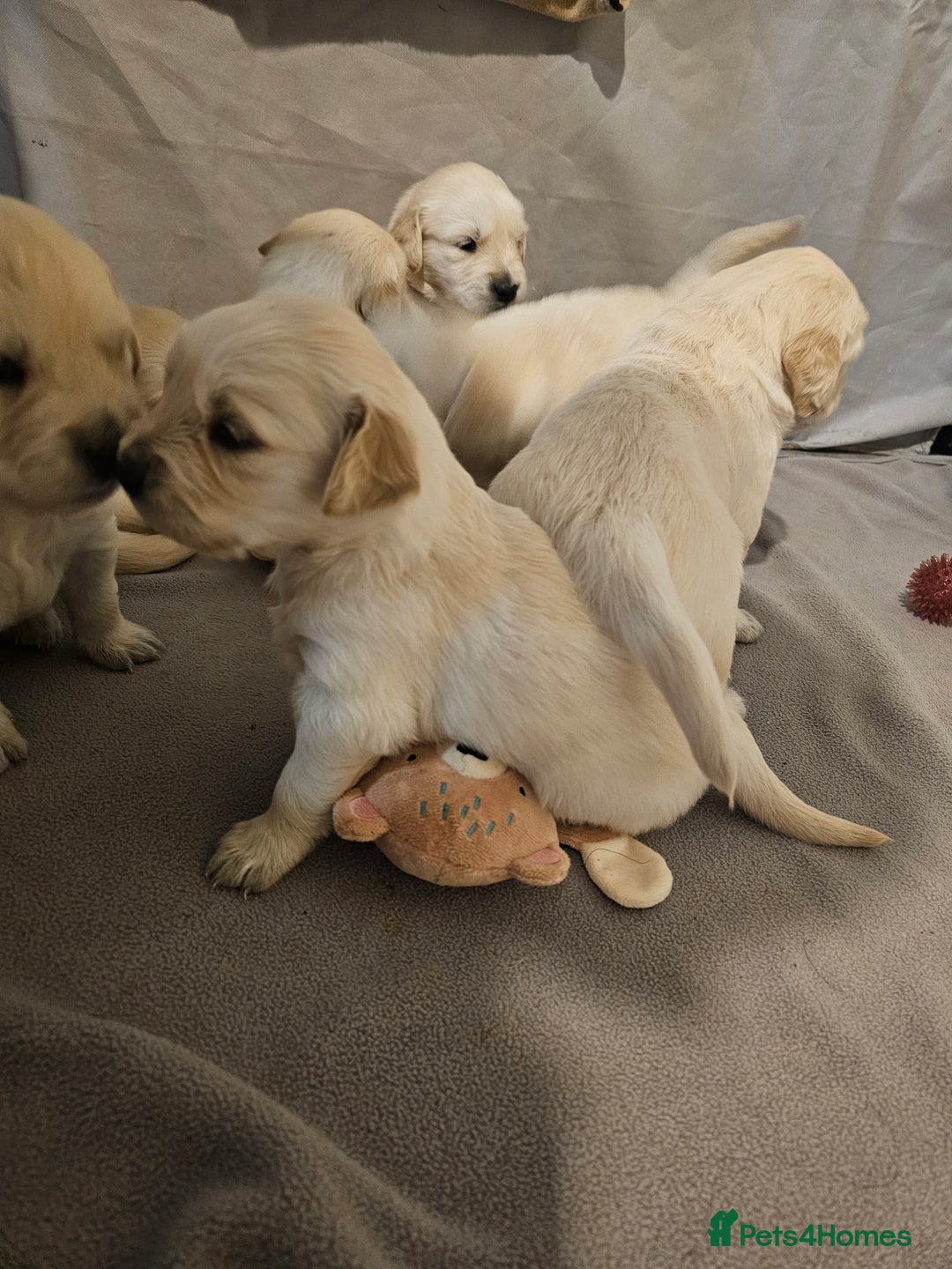 Golden Retriever dogs for sale: Golden retriever pups - Image 6