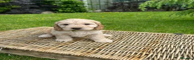 Cockapoo Puppy 10