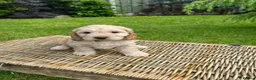 Cockapoo dogs for sale: Cockerpoo puppies  in Chesterfield - Advert 4
