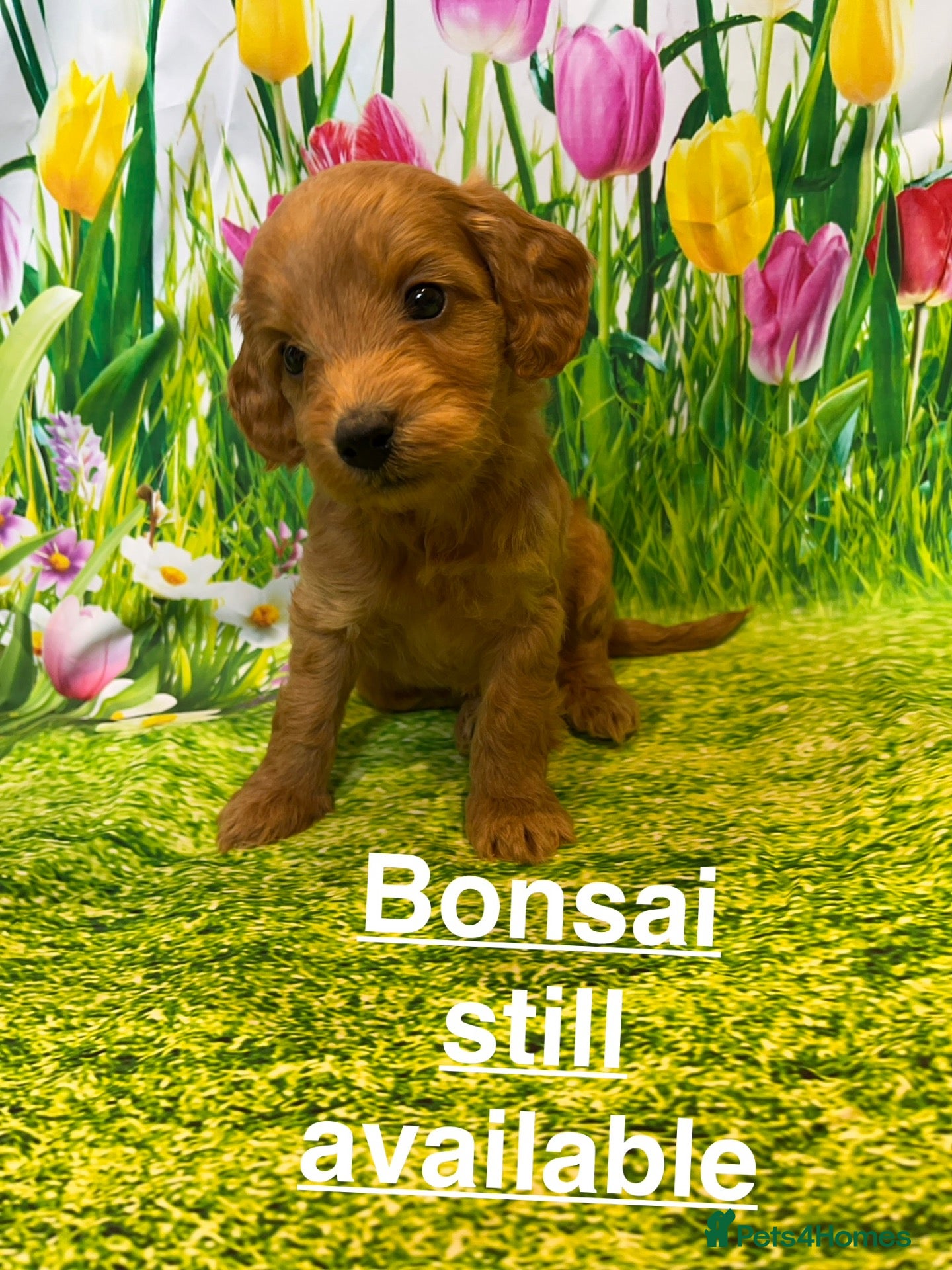 Cockapoo dogs Stunning toy cockapoo puppy’s  - Advert 1