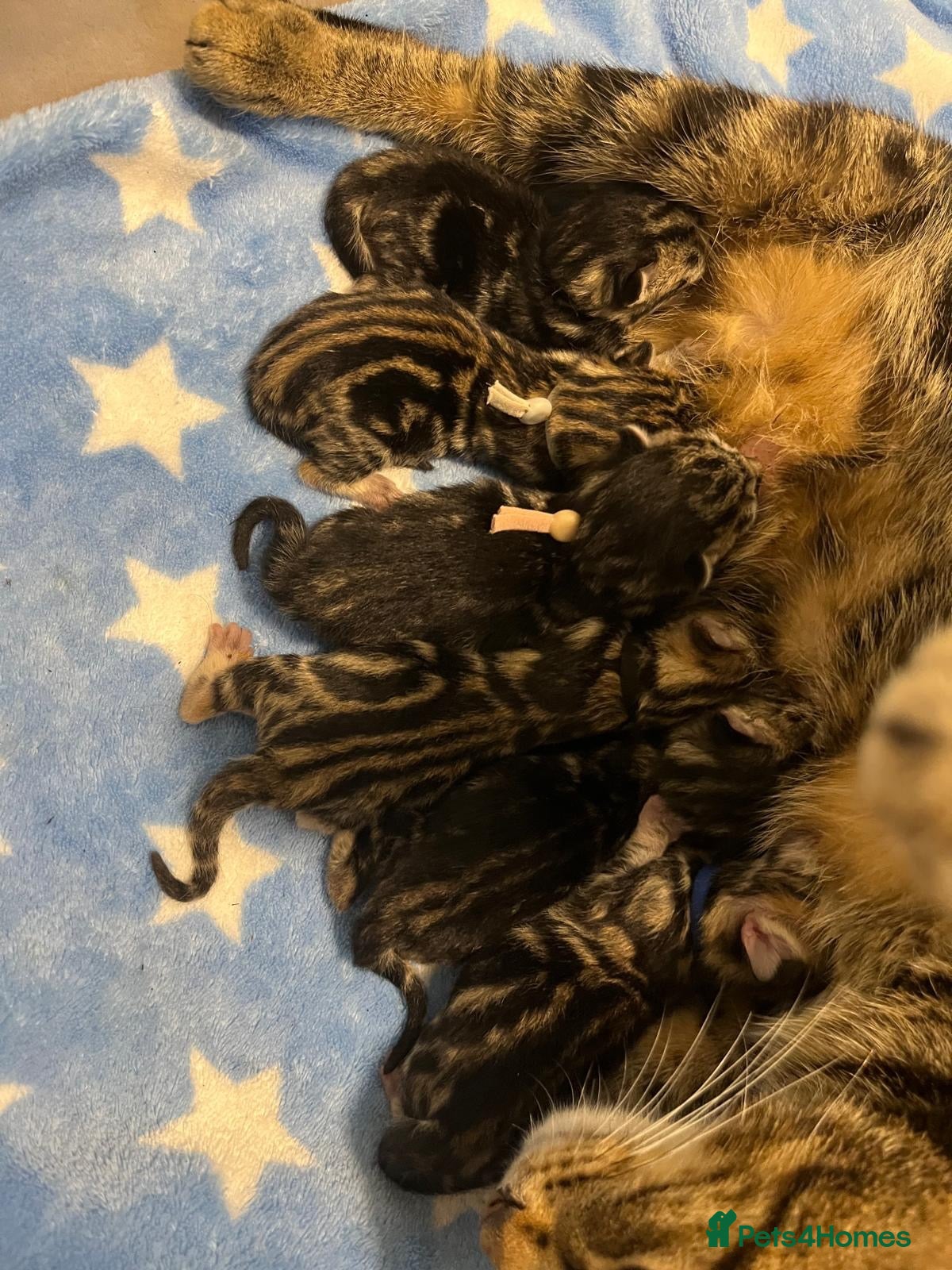 Domestic Shorthair cats rescue kittens all tabby ready to be reserved  - Advert 1