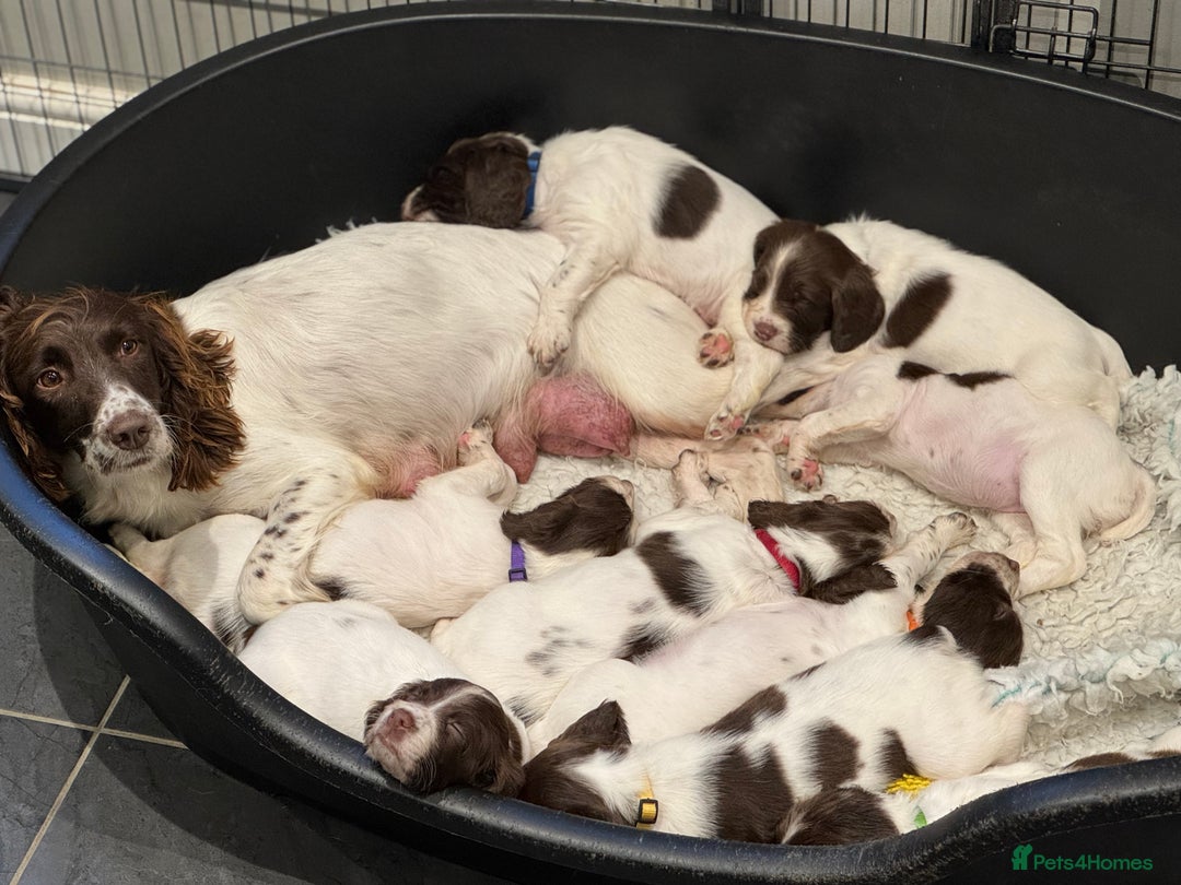 English Springer Spaniel dogs for sale: KC Registered Working Springer Spaniels  - Image 16