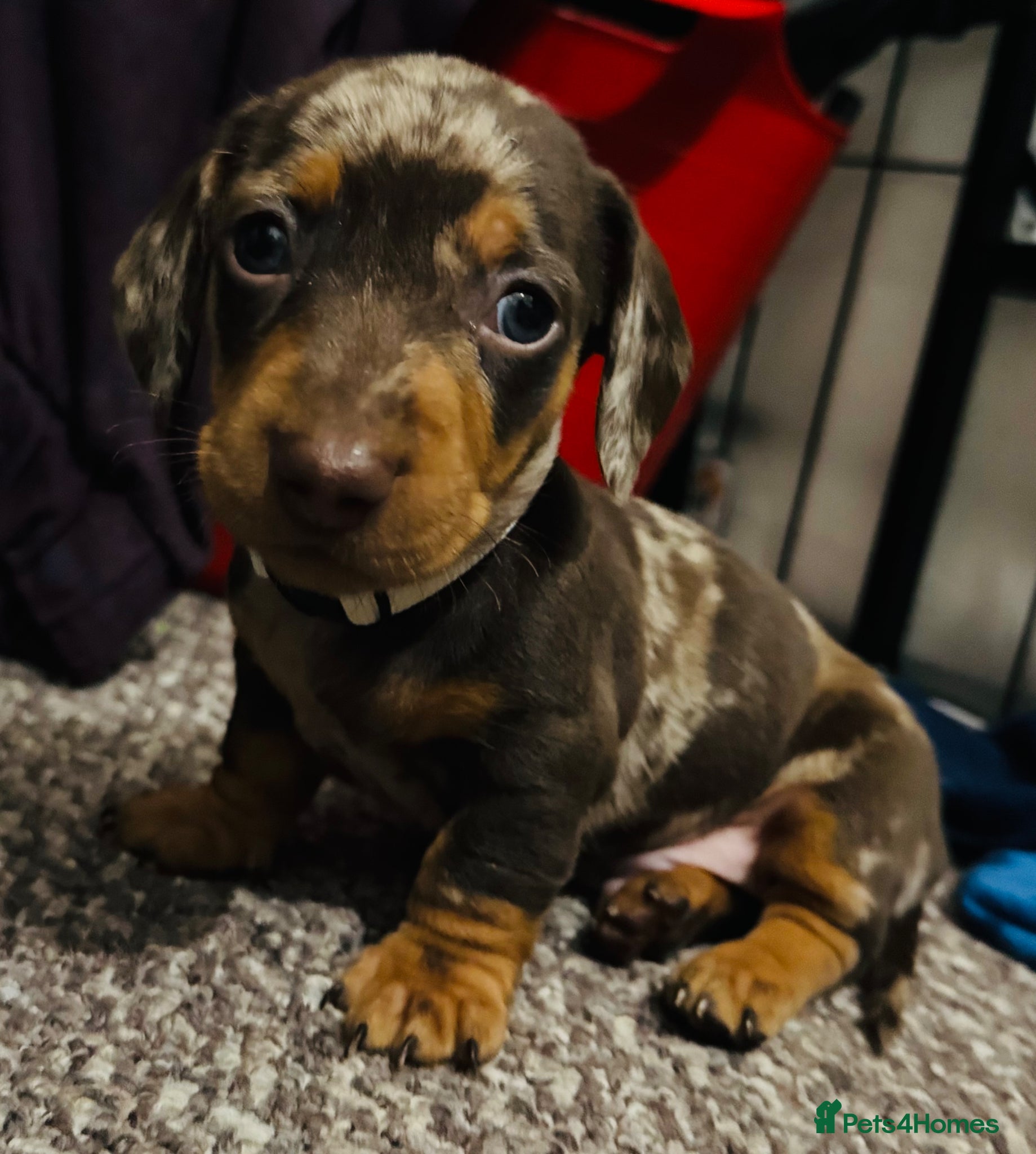 Miniature Dachshund dogs Beautiful Pedigree Miniature Dachshunds  - Advert 20