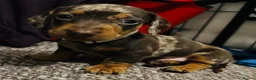 Miniature Dachshund dogs for sale: Last 2 Beautiful Pedigree Miniature Dachshunds  - Advert 3