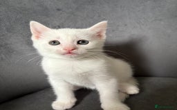 Maine Coon cats for sale: Maincoon mixed bengal kittens - Image 3