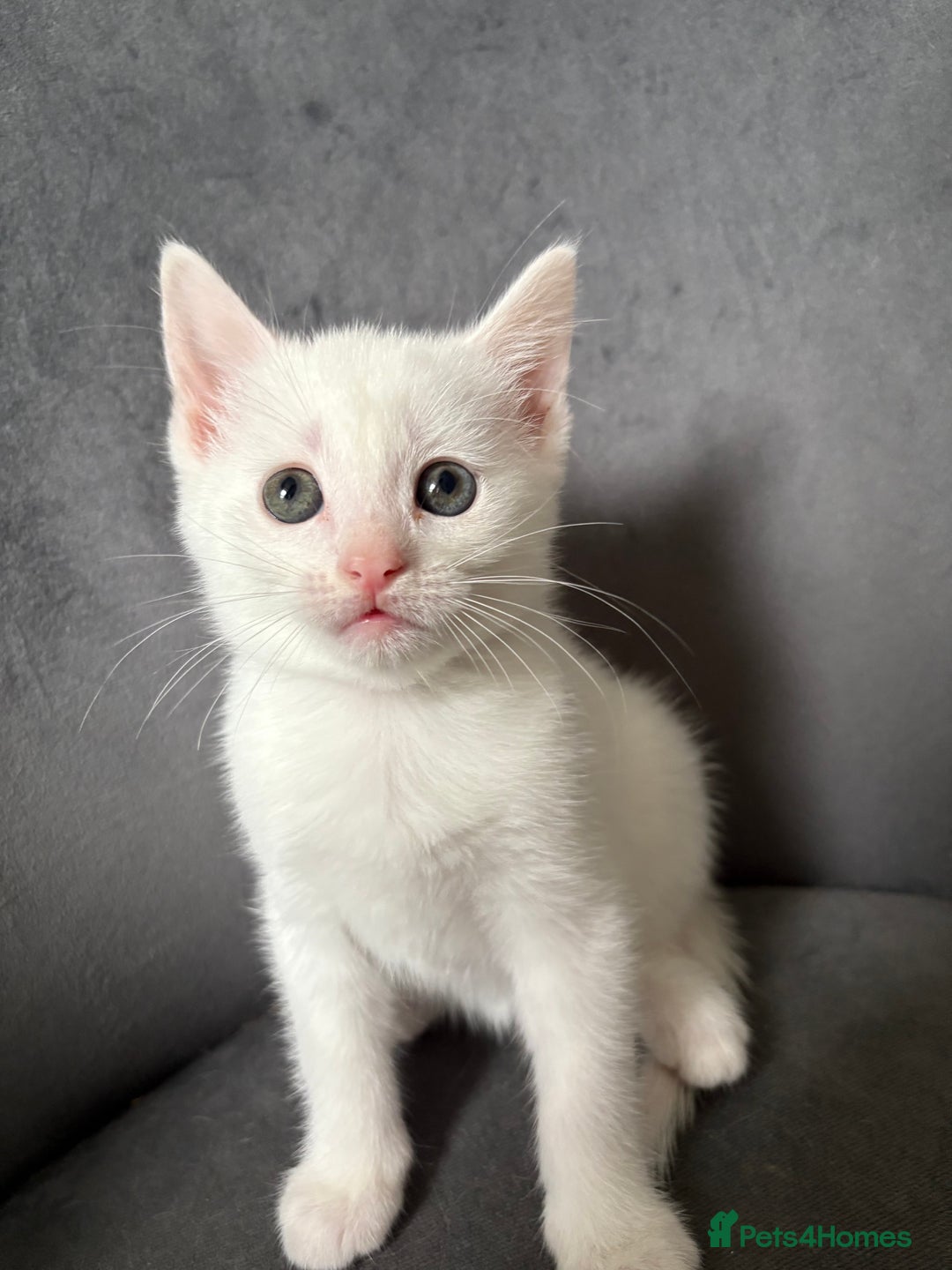 Maine Coon cats for sale: Maincoon mixed bengal kittens - Image 3