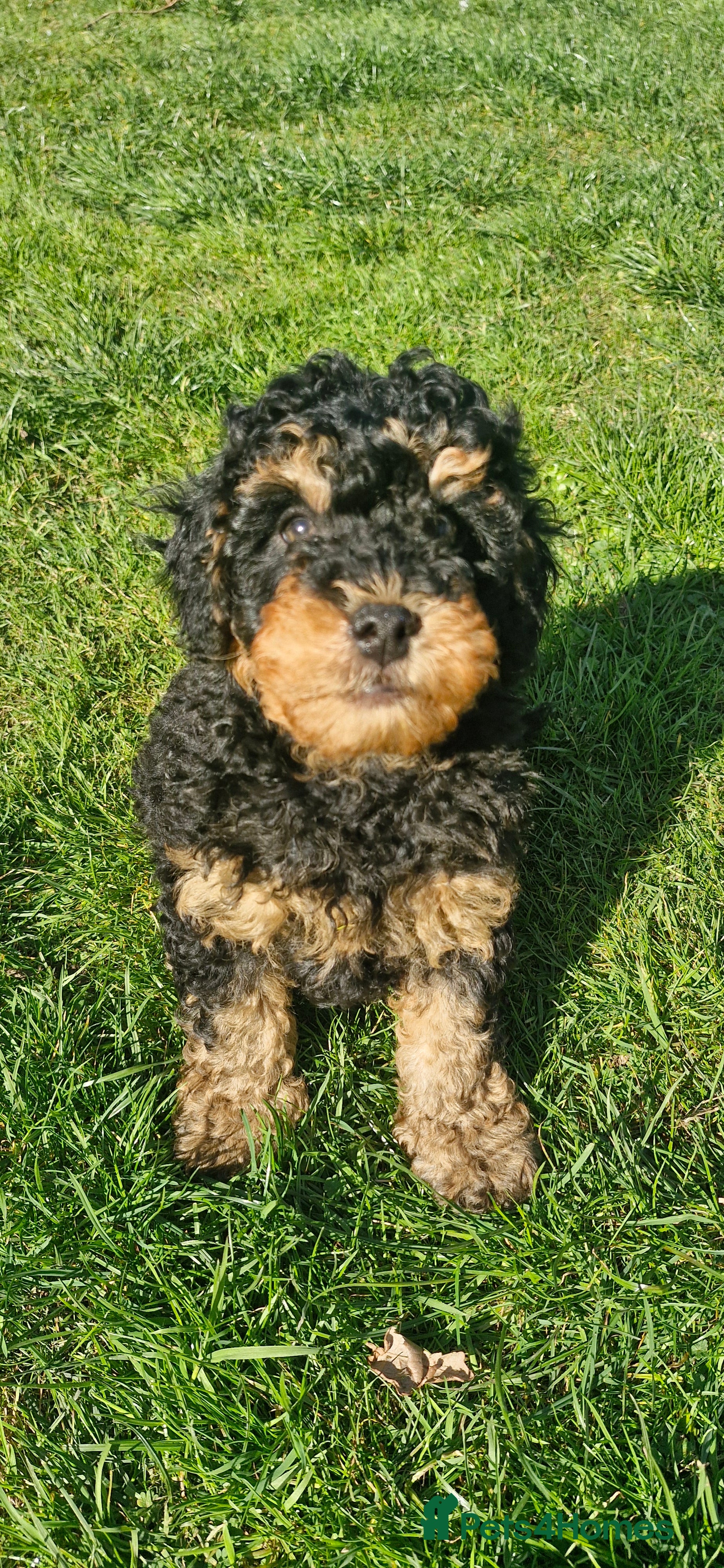 Cavapoo dogs Gorgeous f1bb Cavapoo pups. Health tested parents  - Advert 2