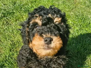 Cavapoo dogs Gorgeous f1bb Cavapoo pups. Health tested parents - Advert 2