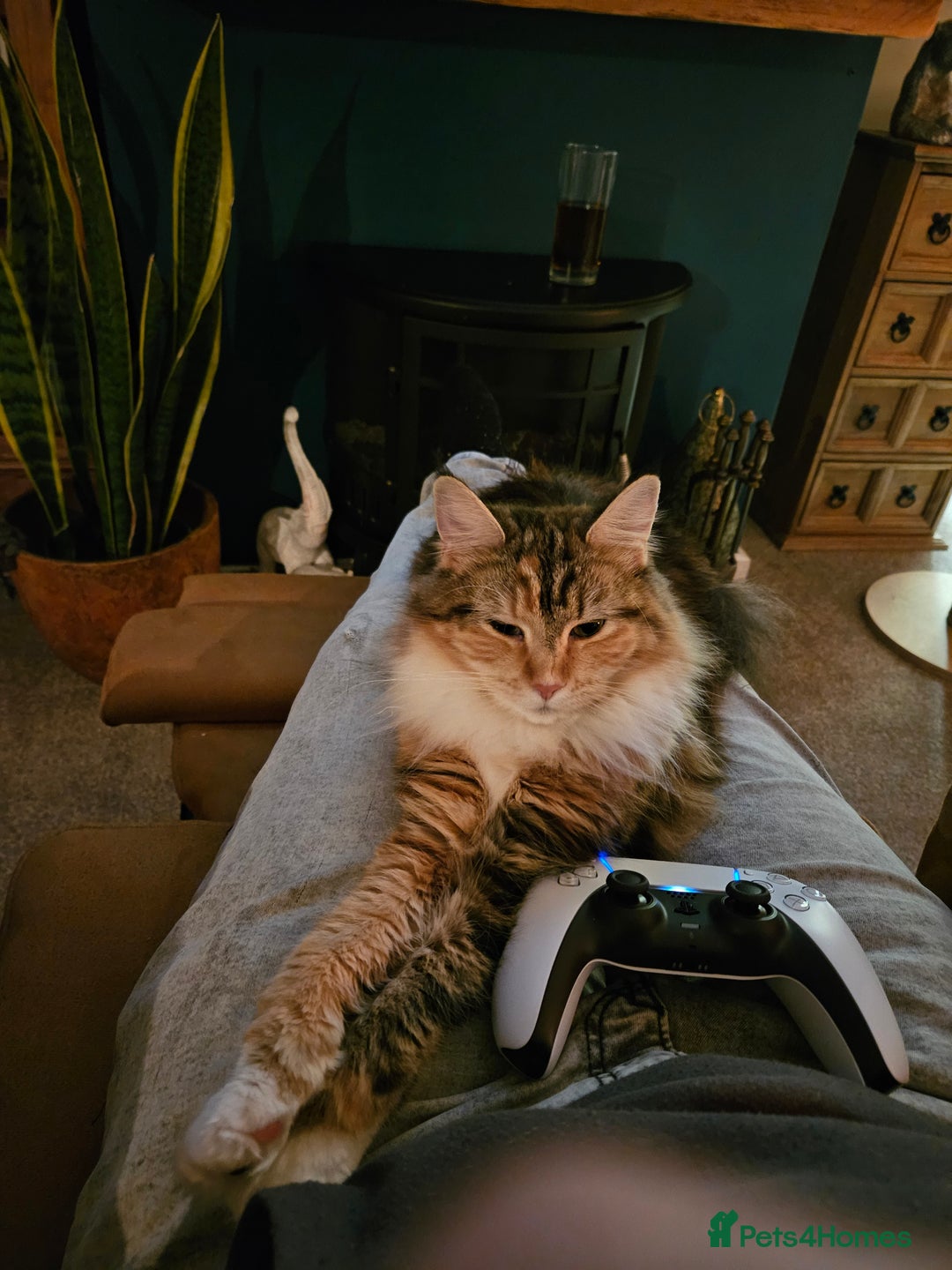 Maine Coon cats for sale: Active female maincoon gccf and tica - Image 12