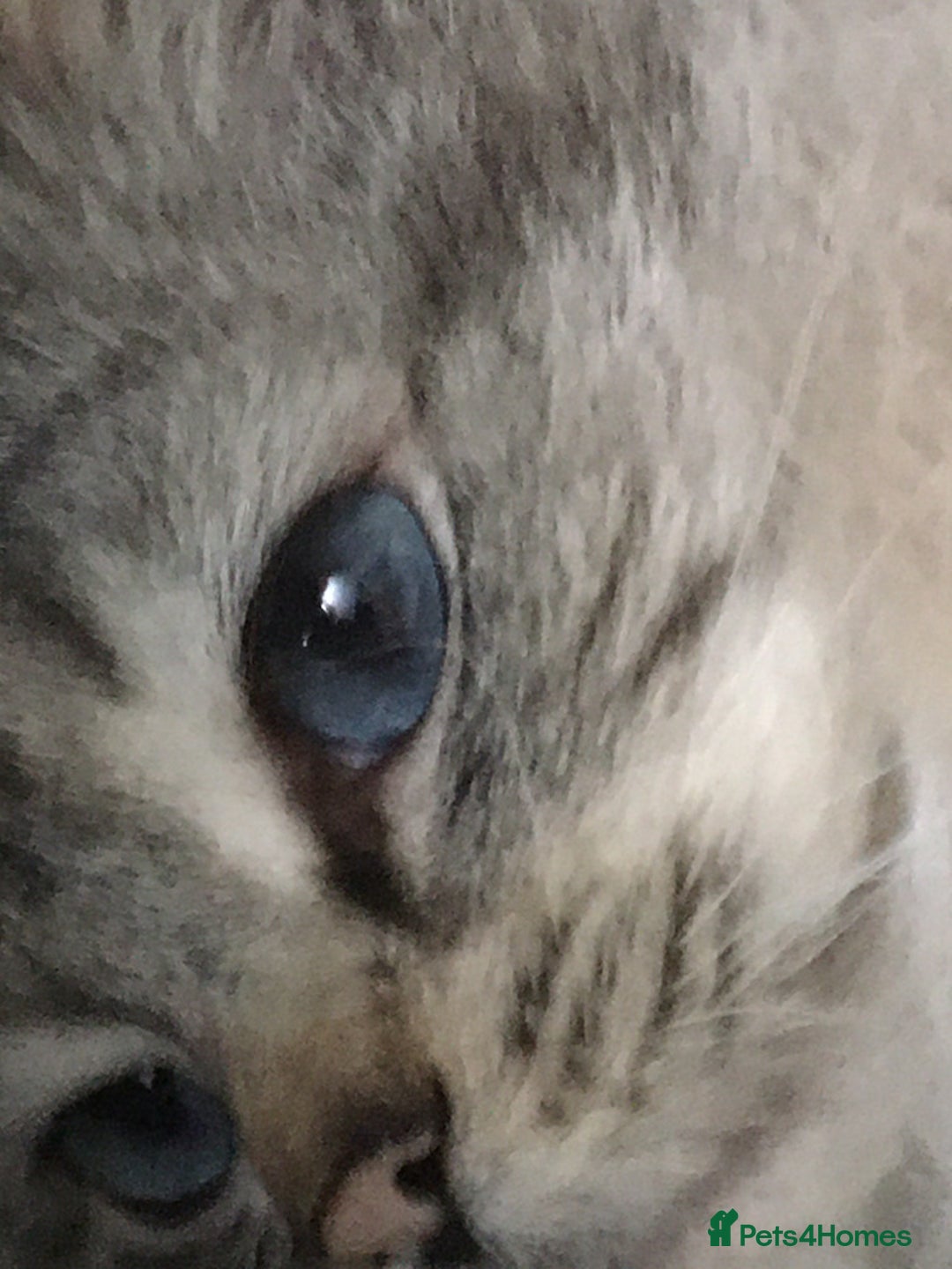 Ragdoll cats for sale:  Ragdoll Kittens HCM and PKD genes clear - Image 14