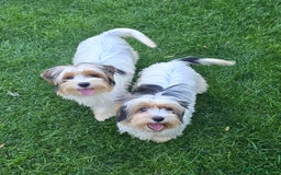 Biewer Terrier dogs for sale: BIEWER TERRIER - 2 BOYS - Image 2