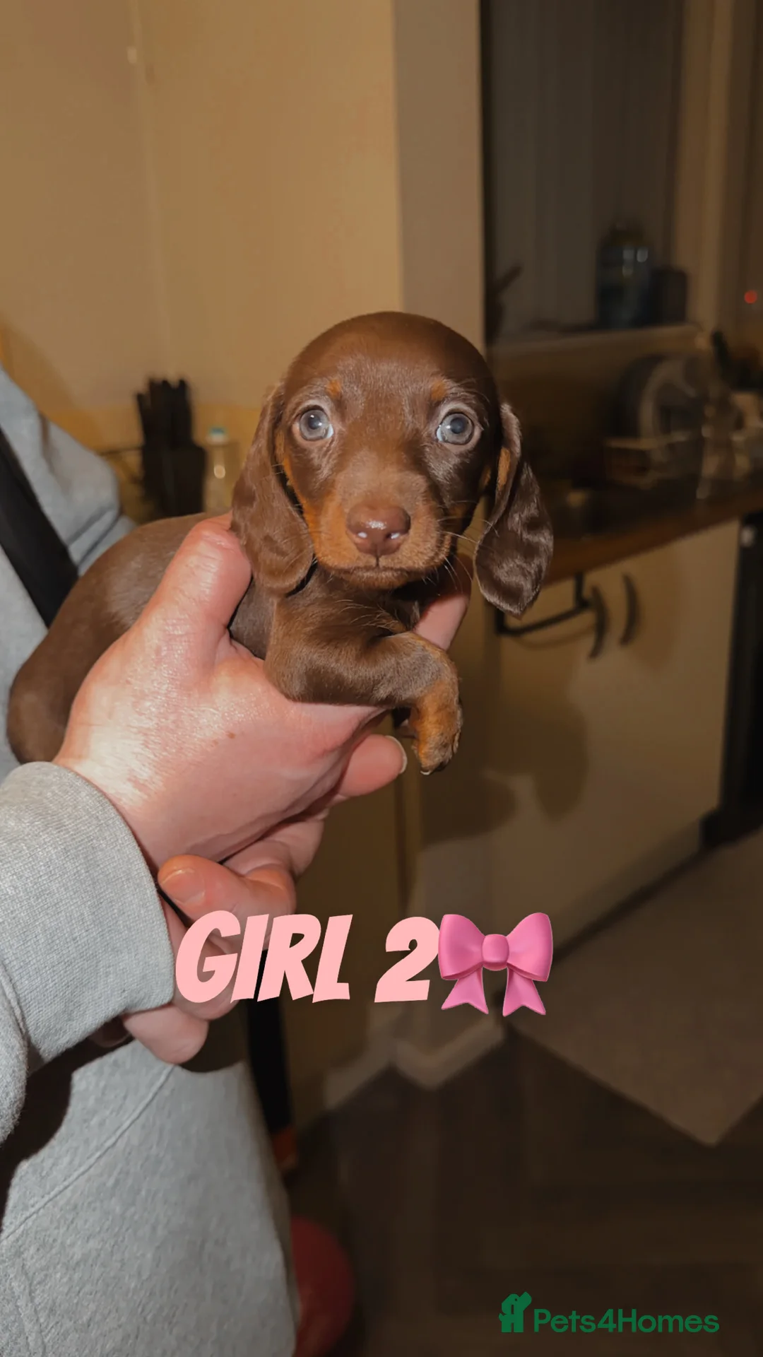 Miniature Dachshund dogs for sale: Miniature puppies for sale!!   - Advert 2