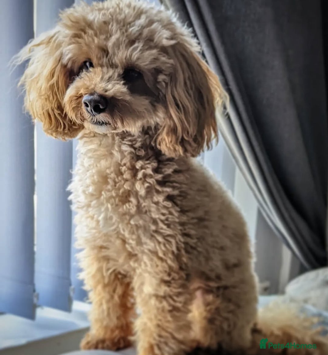 Toy Poodle dogs for sale: Waiting list for Kc toy poodles health tested - Image 5