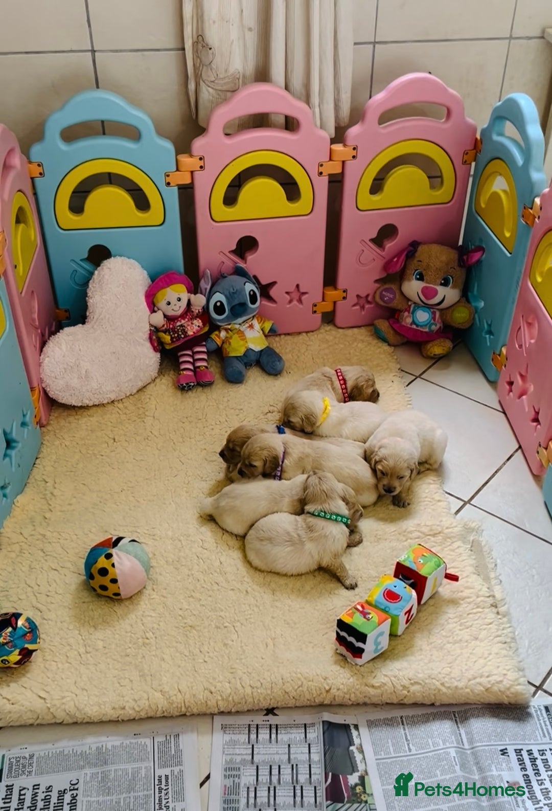 Golden Retriever dogs for sale: One boy remaining  - Image 1