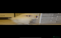 Pomeranian dogs for sale: Pomeranian  - Image 6