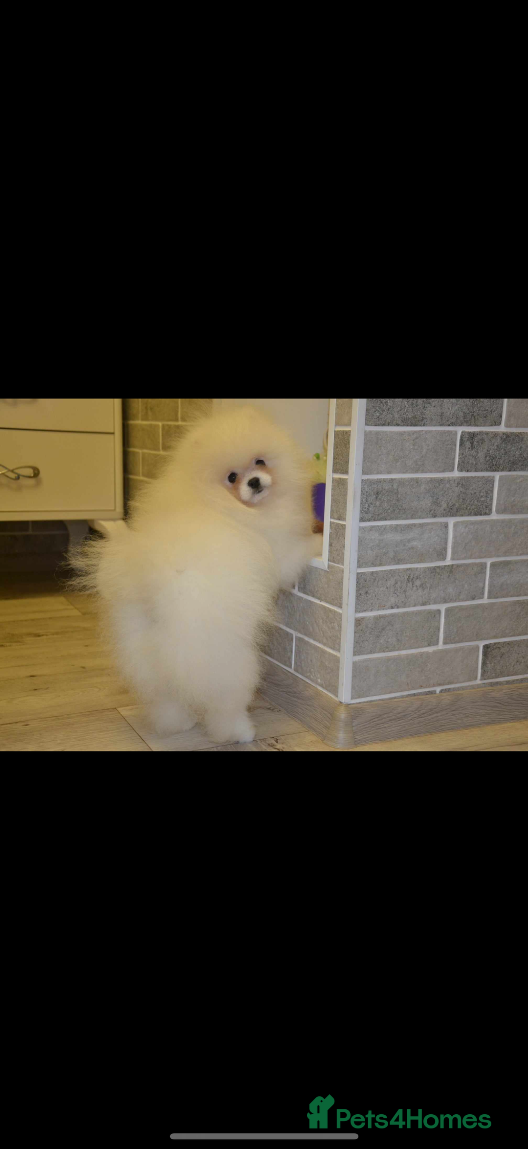 Pomeranian dogs for sale: Pomeranian  - Image 6