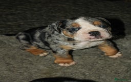 Olde English Bulldogge dogs for sale: Olde English Bulldog puppies - Image 36