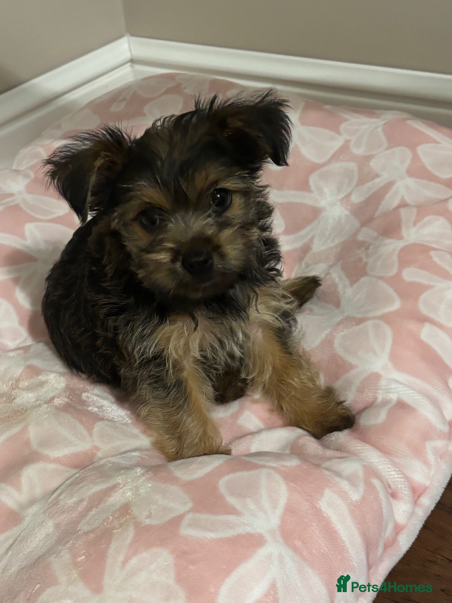 Yorkshire Terrier dogs York puppy - Advert 4