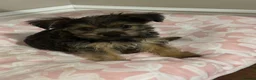Yorkshire Terrier dogs for sale: York puppy in Grays - Advert 2