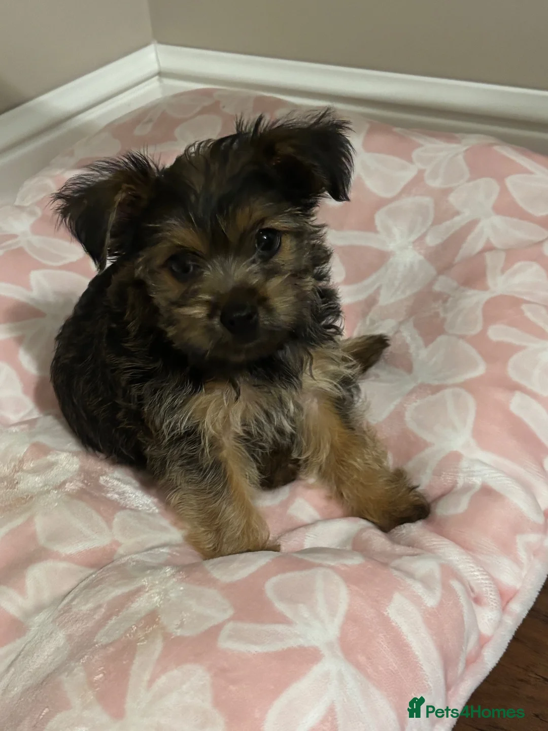 Yorkshire Terrier dogs for sale: York puppy in Grays - Advert 2