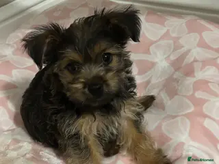 Yorkshire Terrier dogs York puppy - Advert 4